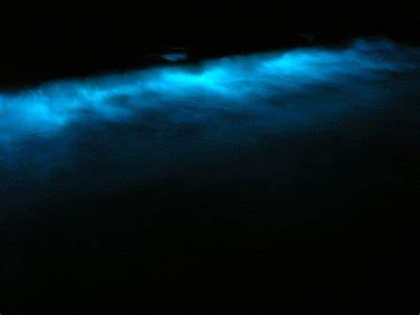 Bioluminescence tour 
