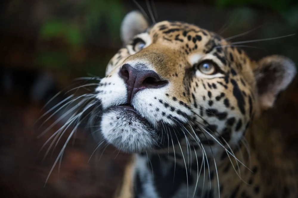 Jaguar looking up