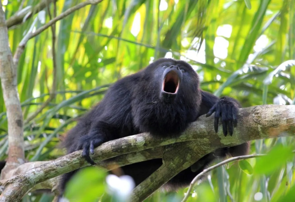 Howler monkey vocalizing on a tree branch - Tour Monkey River