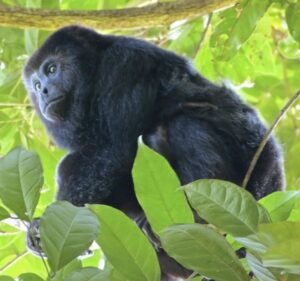 Howler monkey perched on a tree branch - Tour Monkey River