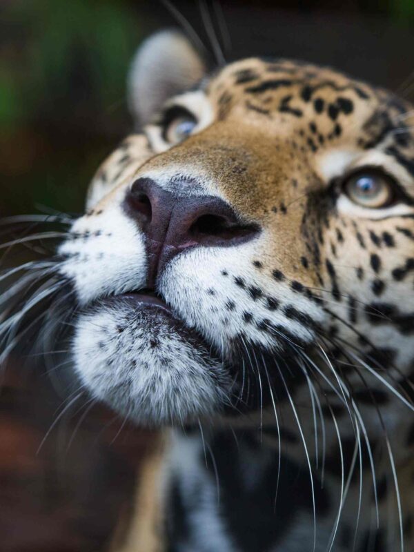 Close-up of a majestic jaguar, symbolizing the preservation efforts at Cockscomb Basin.
