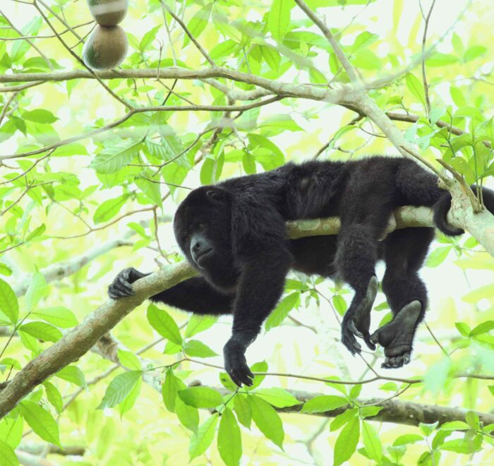 Howler monkey resting on a tree branch - Tour Monkey River