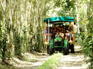 Enjoying a guided tractor ride through the lush botanical garden on the Belize Spice and Nim Li Punit Tour.