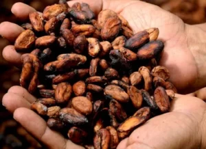 Roasted cacao seeds, ready for processing into chocolate.