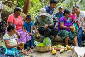 Maya Chocolate Tradition: Family Collecting Fresh Cacao Pods
