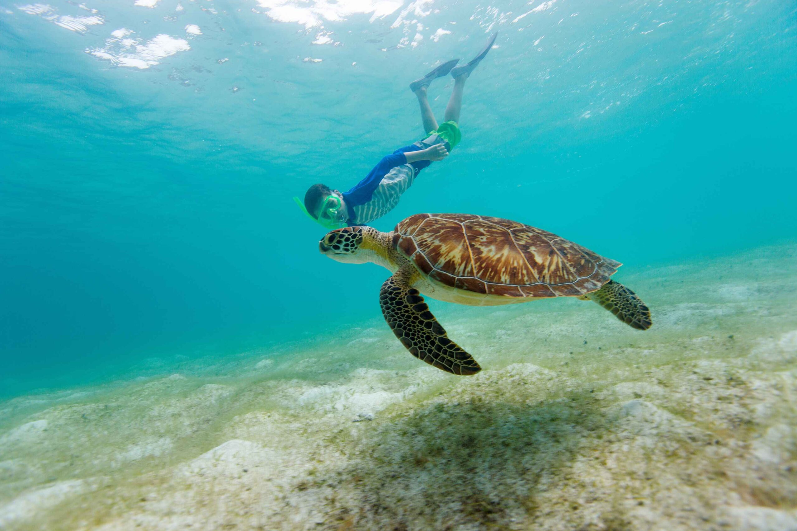 Snorkeler free diving beside a sea turtle in Belize.