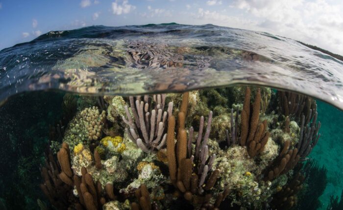 A captivating view showcasing the diversity of corals above and below the water's surface.