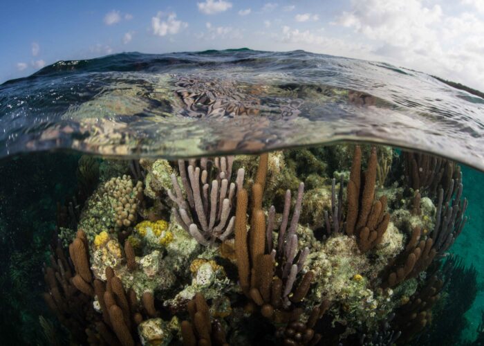 A captivating view showcasing the diversity of corals above and below the water's surface.
