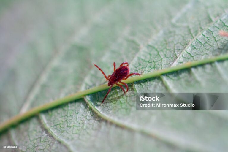 A true ixodid mite blood sucking parasite carrying the acarid disease sits on a On a green leaf of grass in the field on a hot summer day, hunting in anticipation of the victim