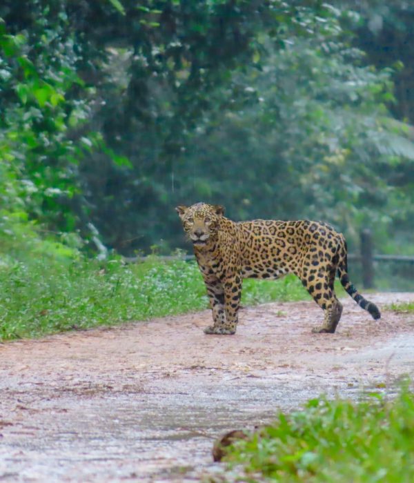 Belize wildlife experiences Belize wildlife experiences
