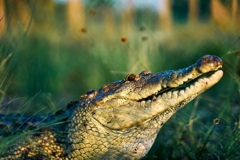 Crocodile Research Coalition Belize